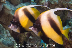 Heniochus Intermedius by Vittorio Durante 